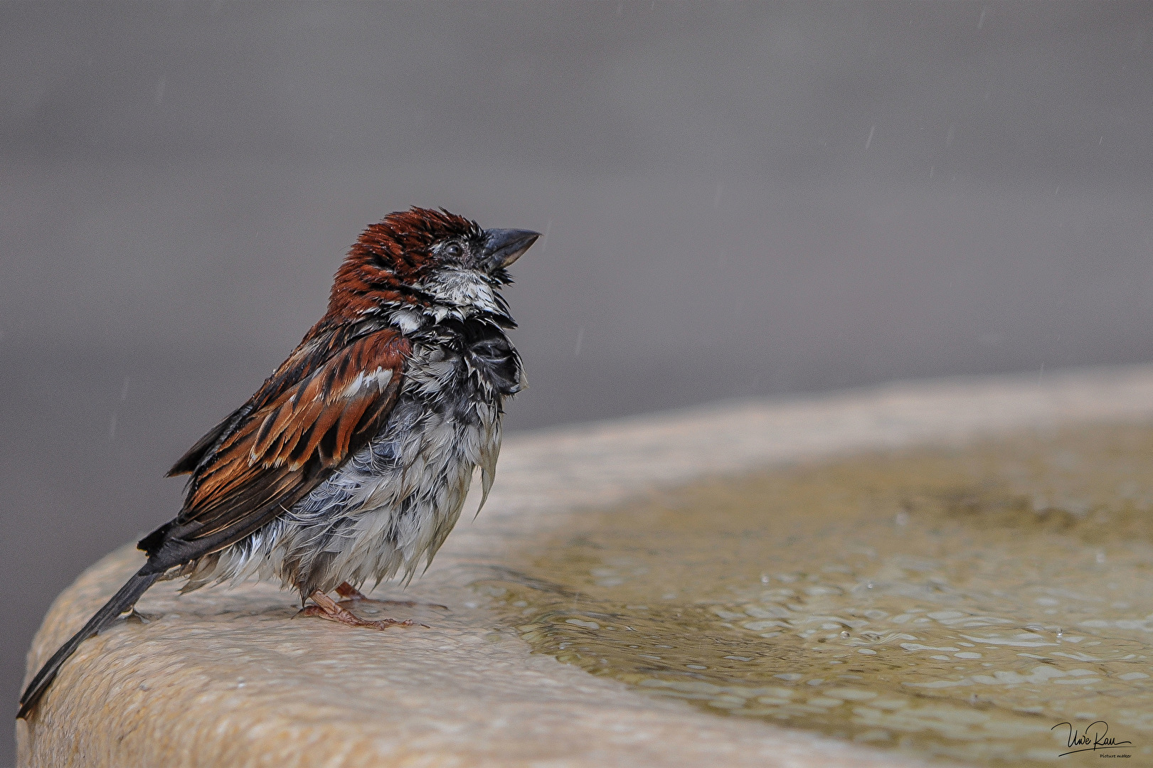 Eigentlich wollte ich Schlittschuh laufen