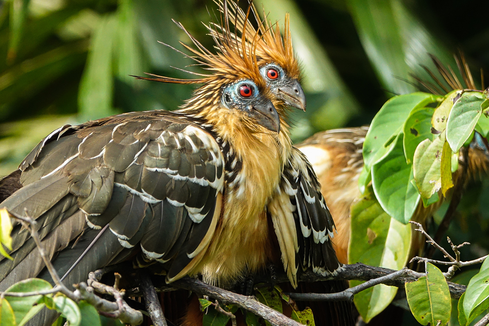 Hoatzin