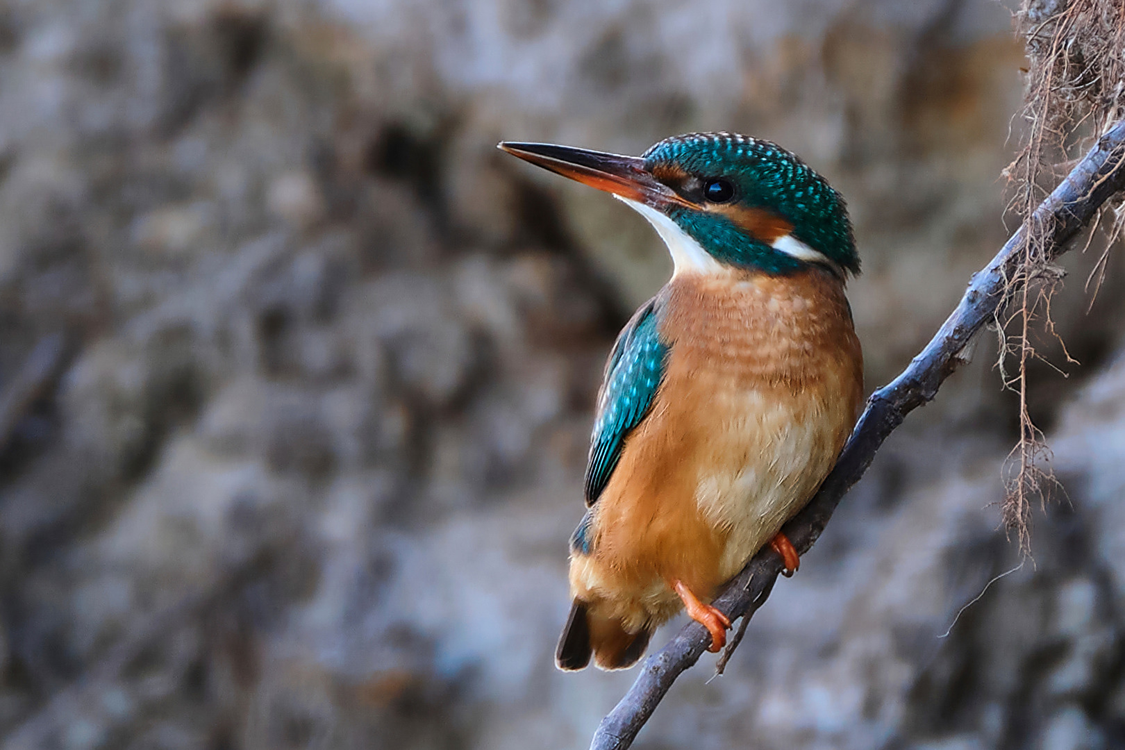 Eisvogel Weibchen