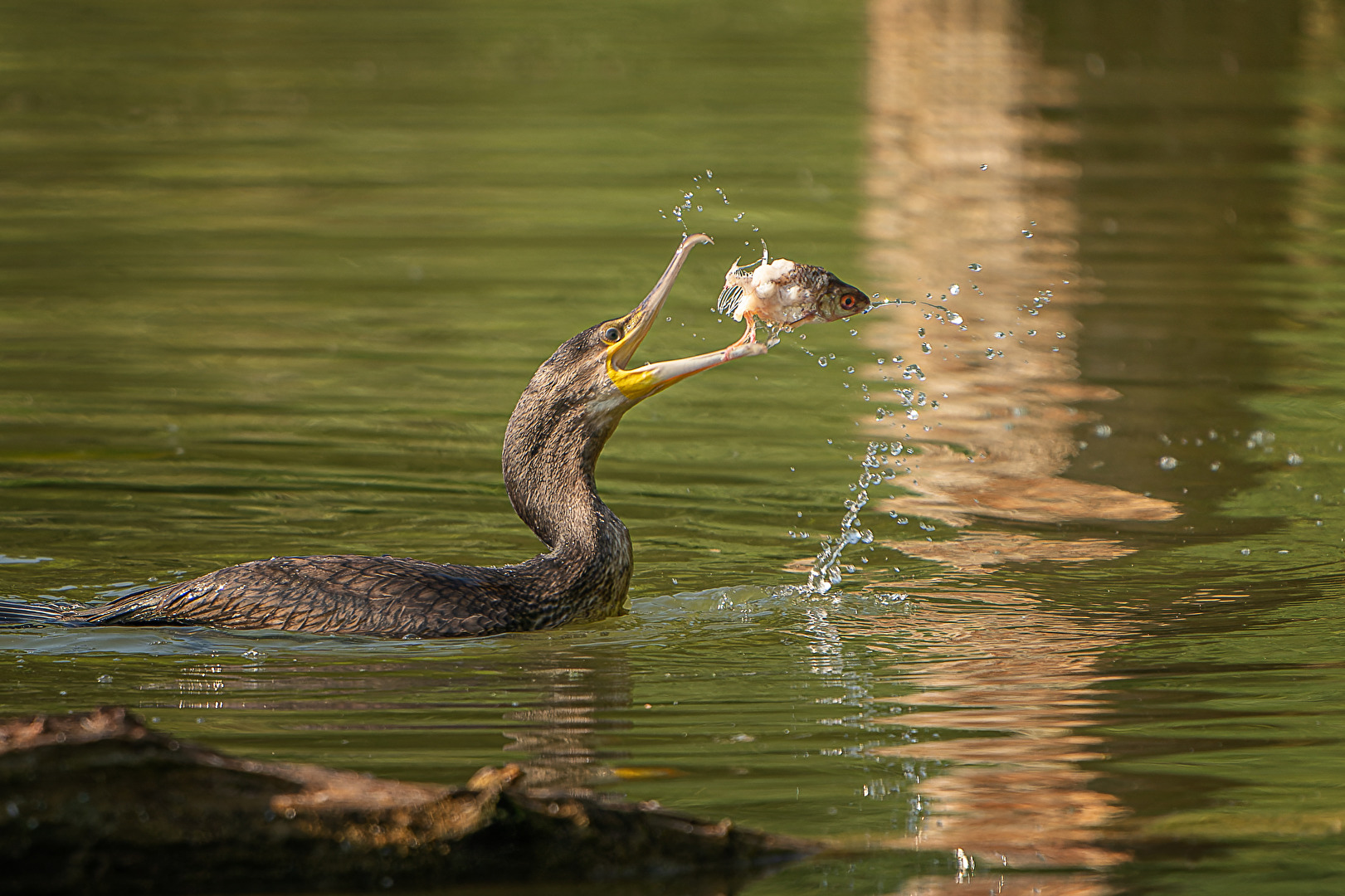 Kormoran