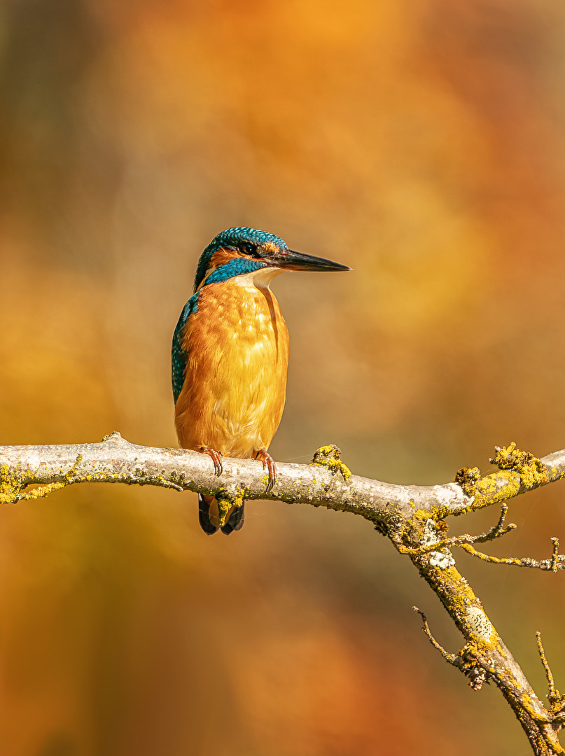 Eisvogel im Abendlicht