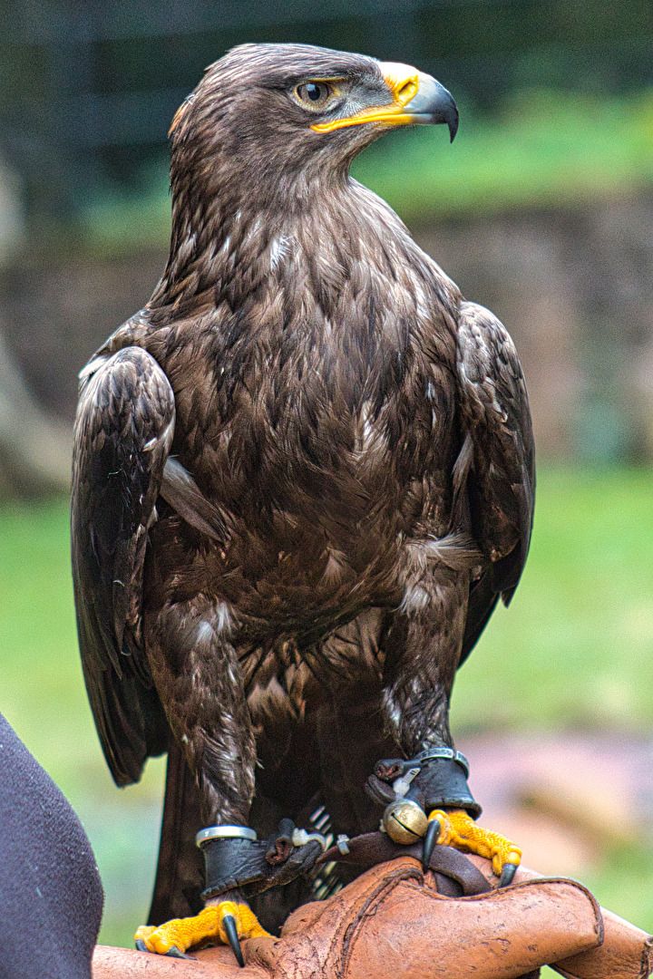 Junger Weißkopfseeadler