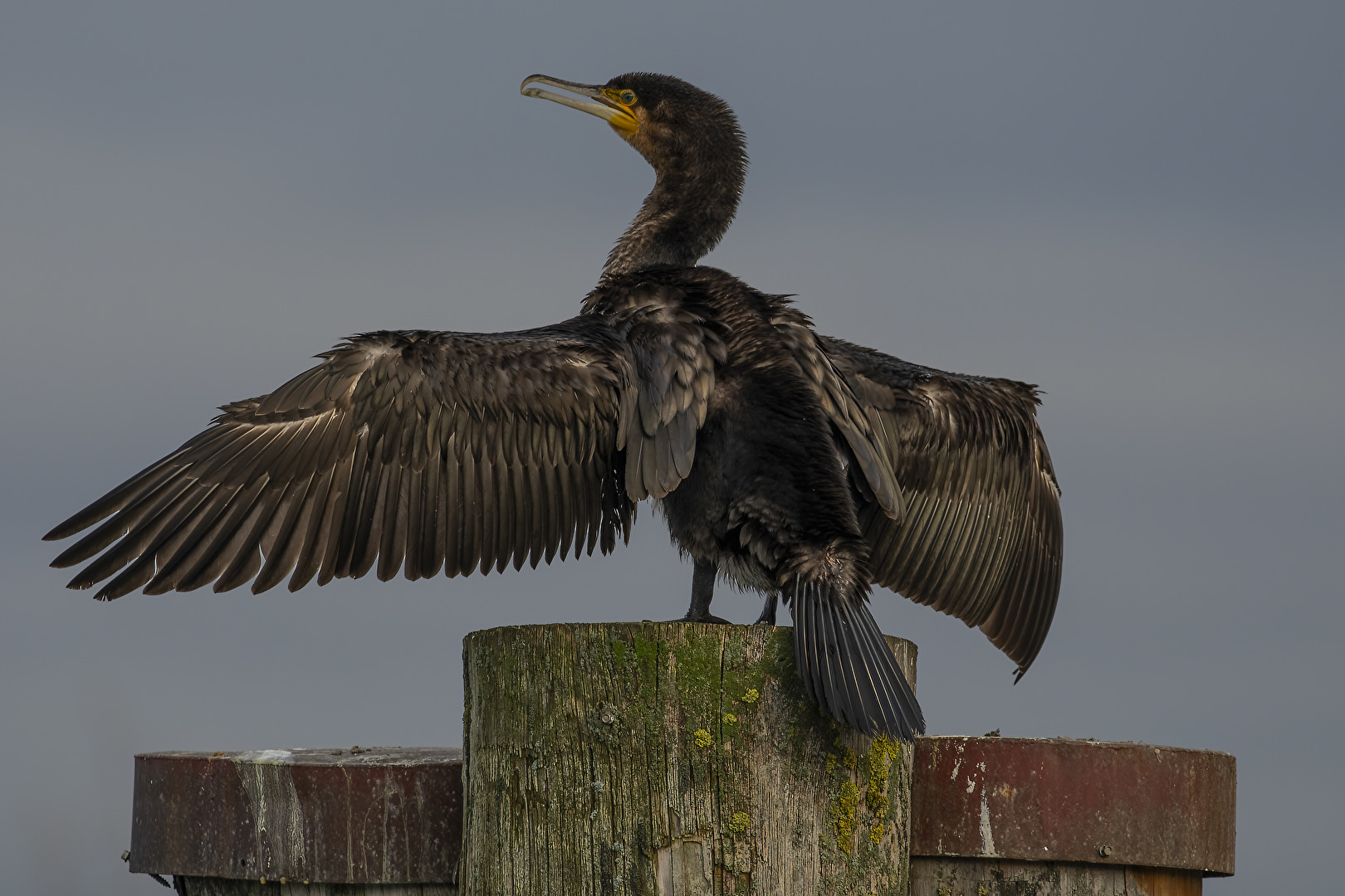 Kormoran am Sonne tanken..