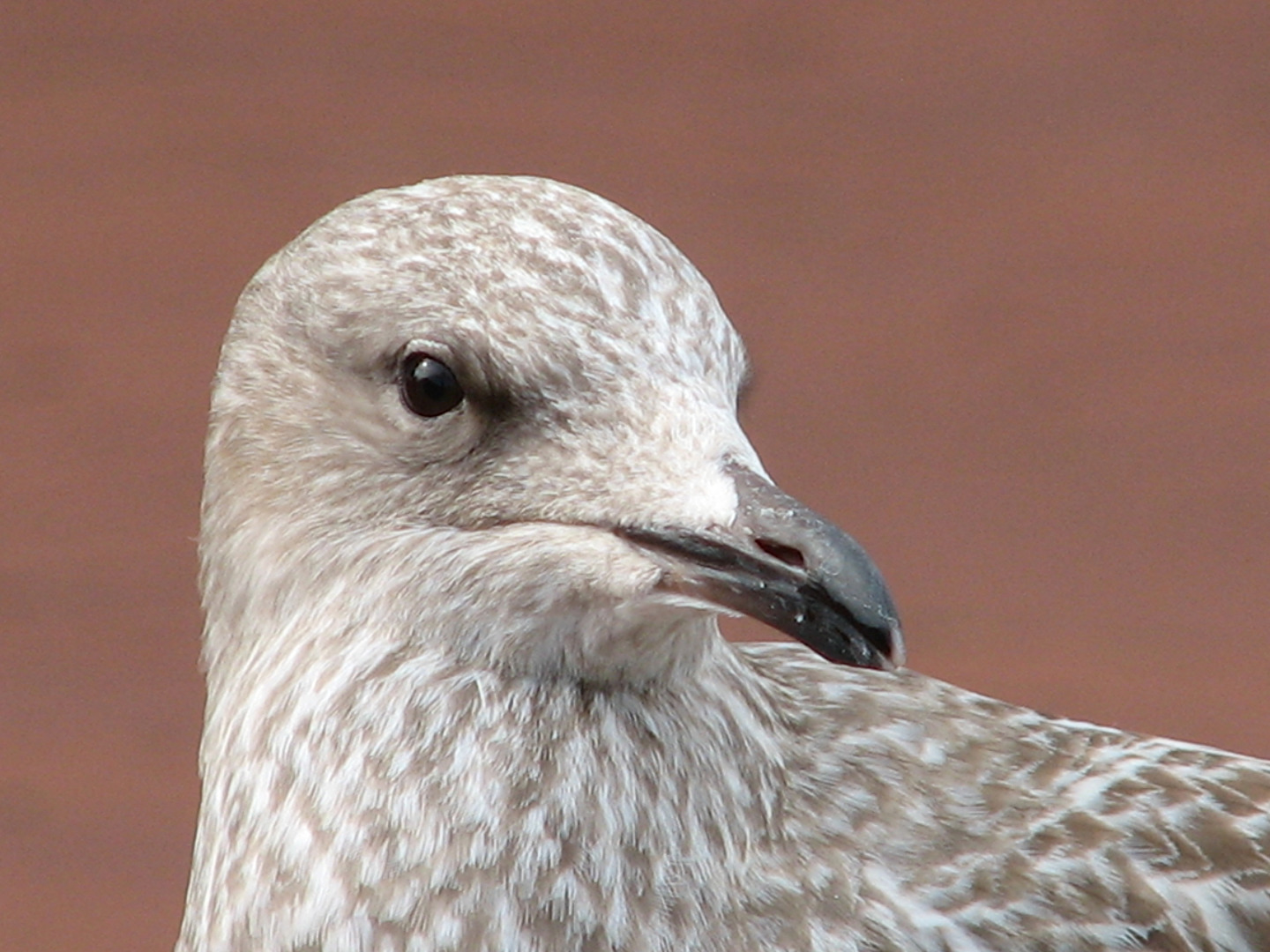 Schau mir ins Auge !