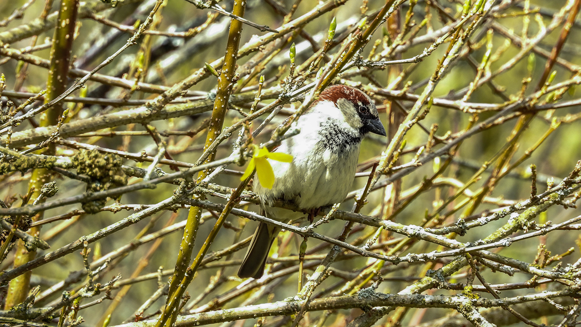 Vögel