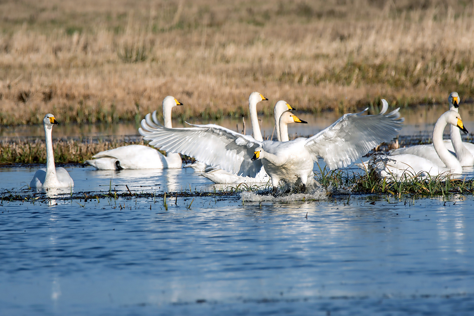 Besuch aus dem Norden