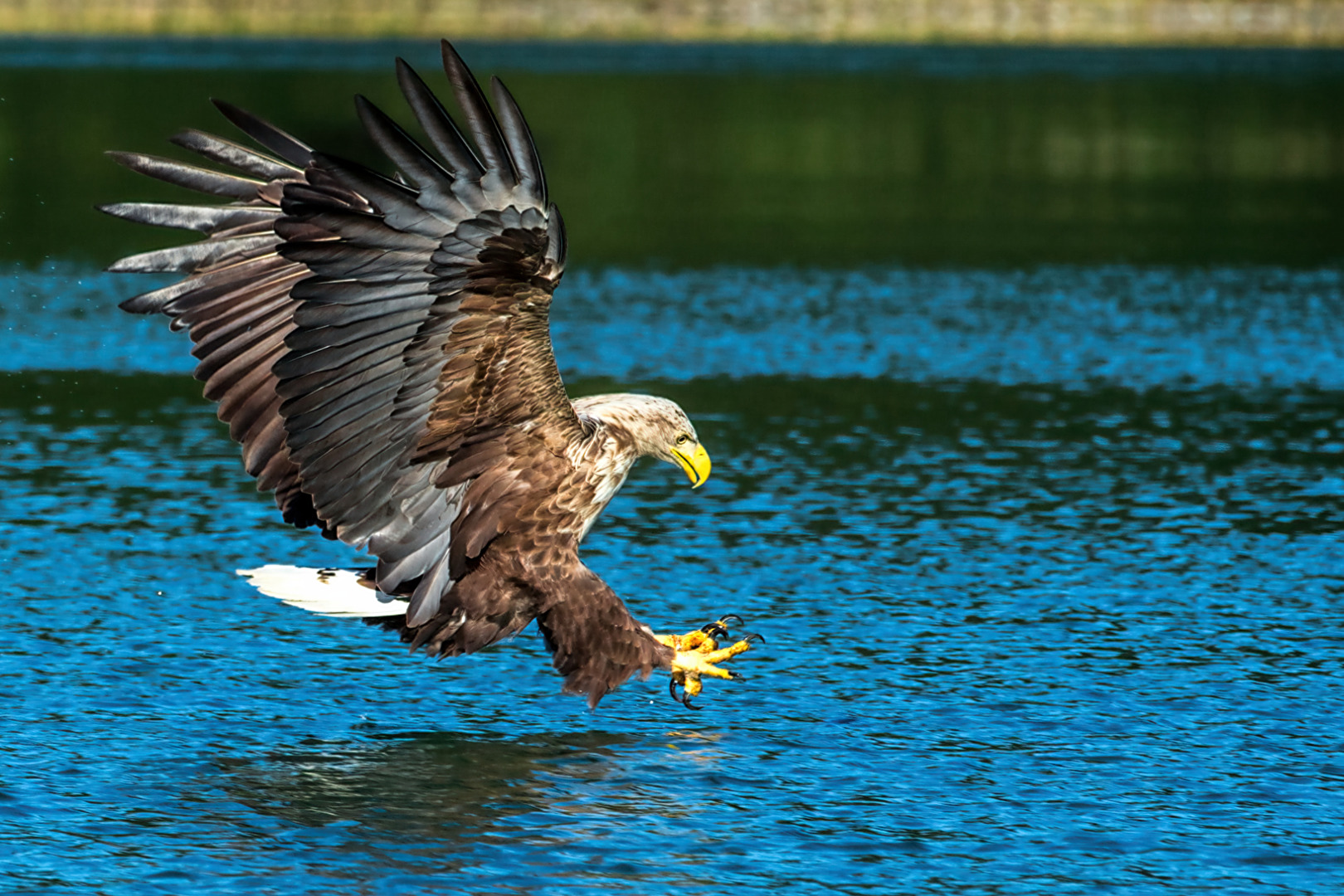 Seeadler bei der Jagd