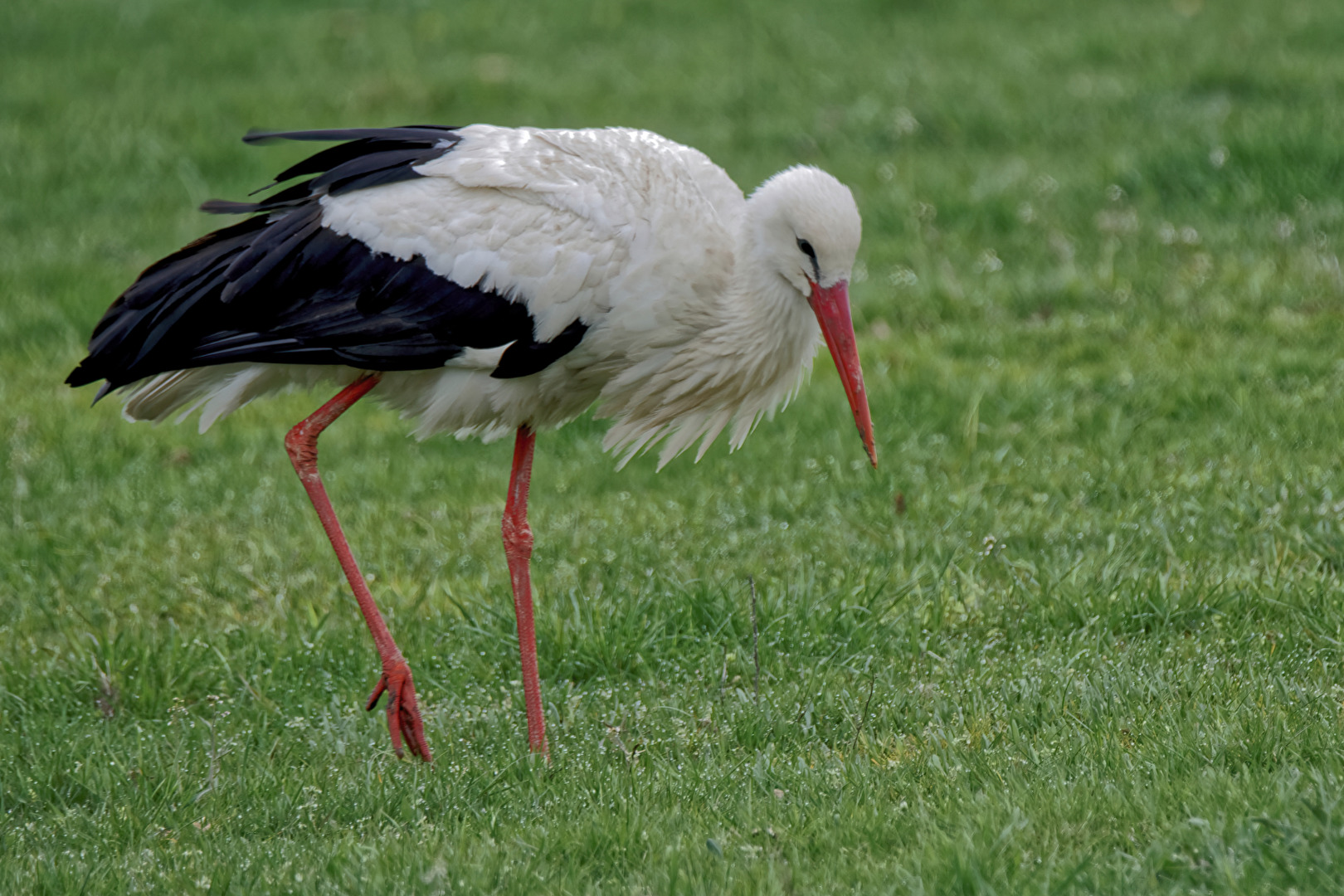 Weißstorch