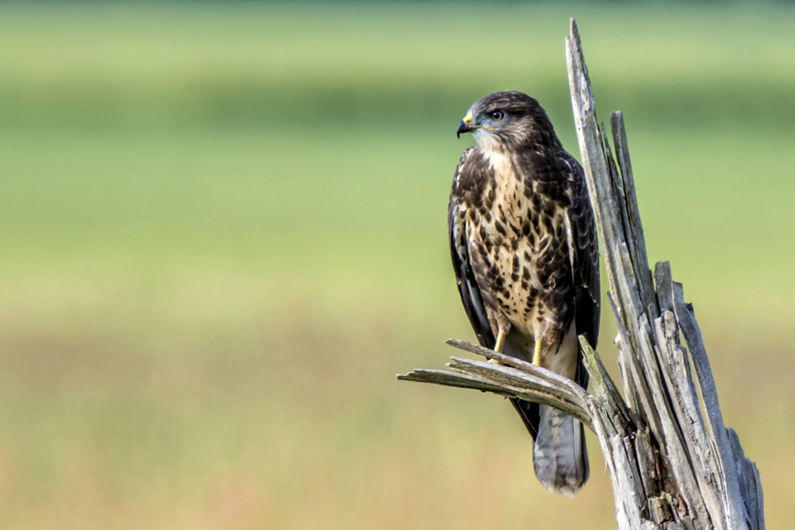 Mäusebussard