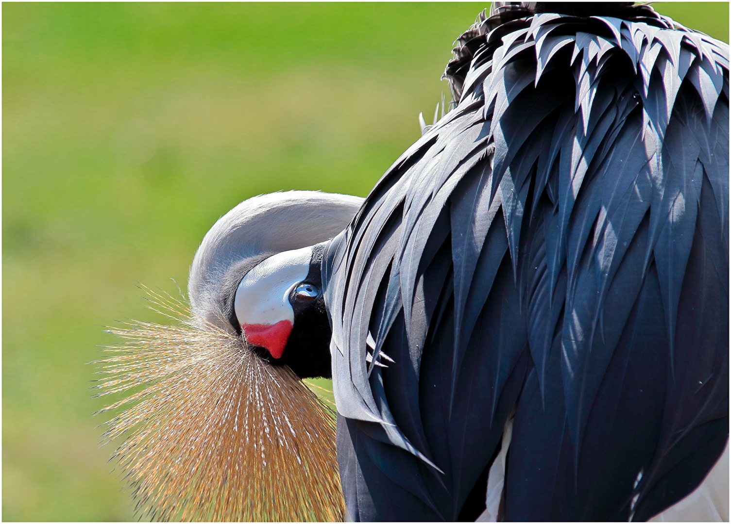 Die schönste Frisur im ganzen Land