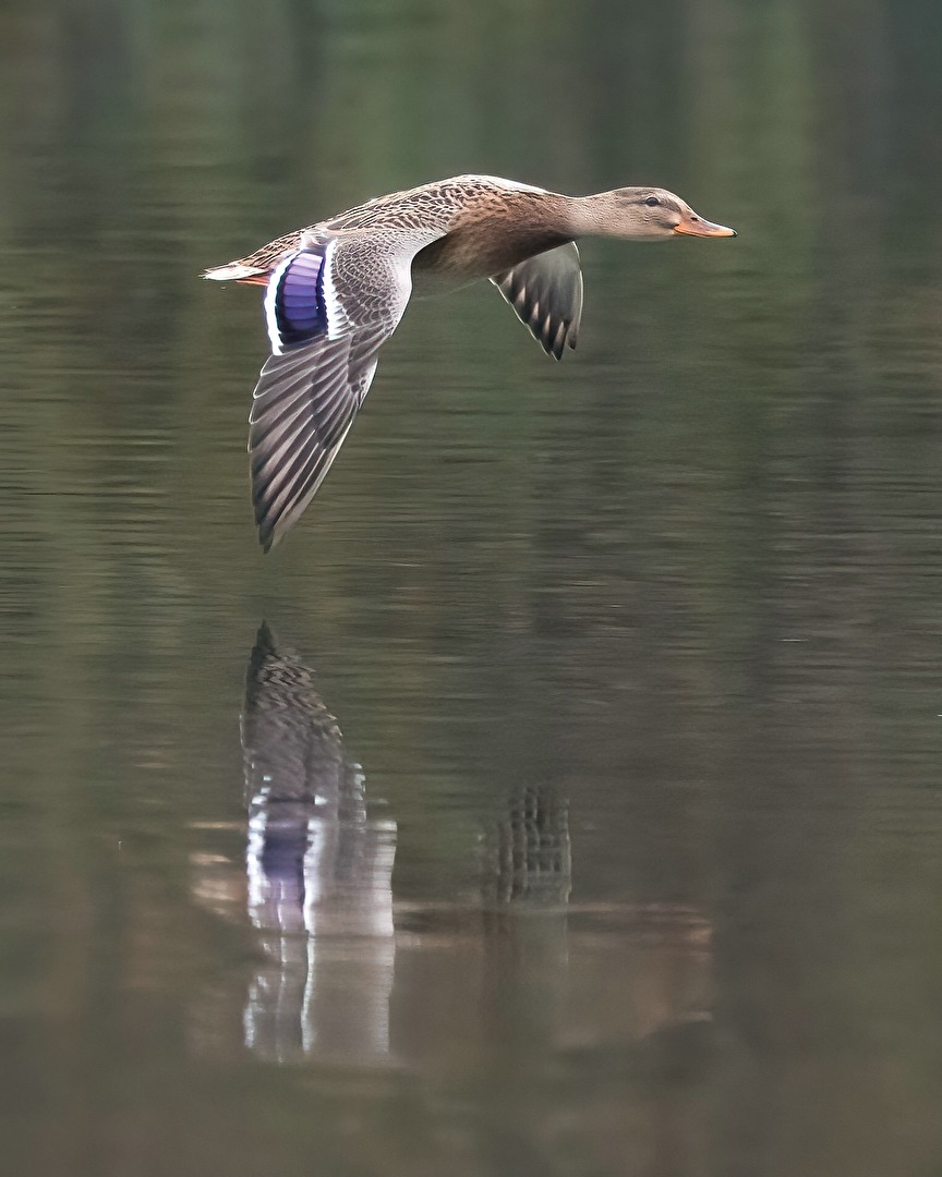 Eine Stockente im Flug