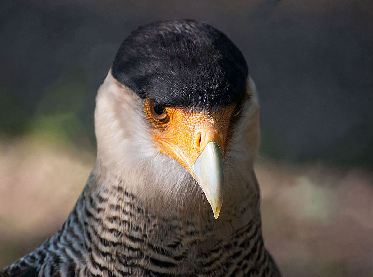 Caracara