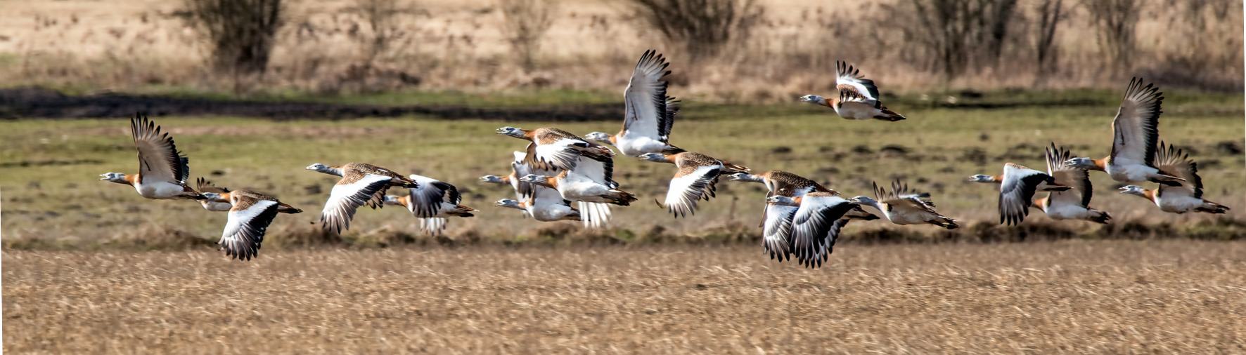 Großtrappen im Flug