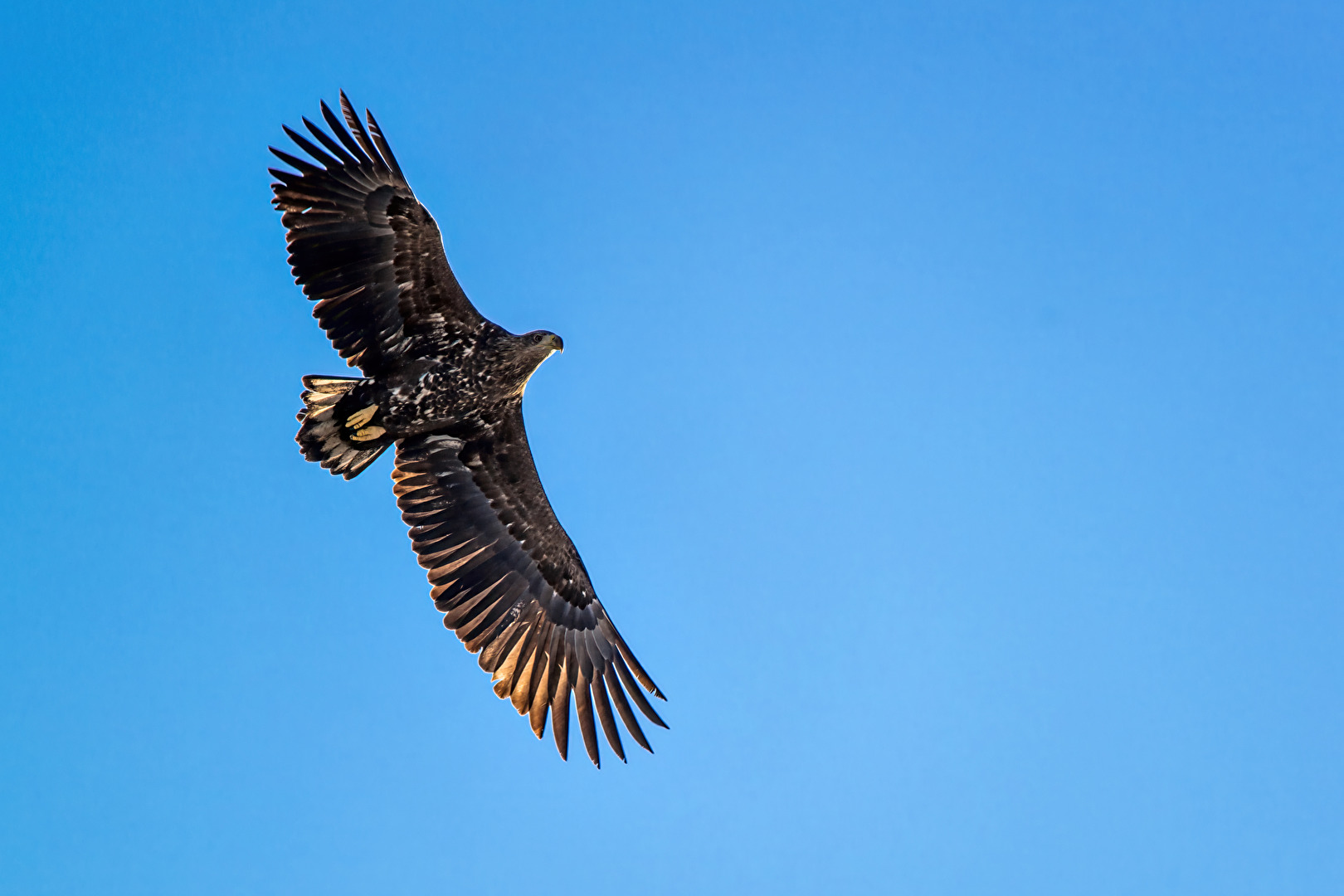 Seeadler