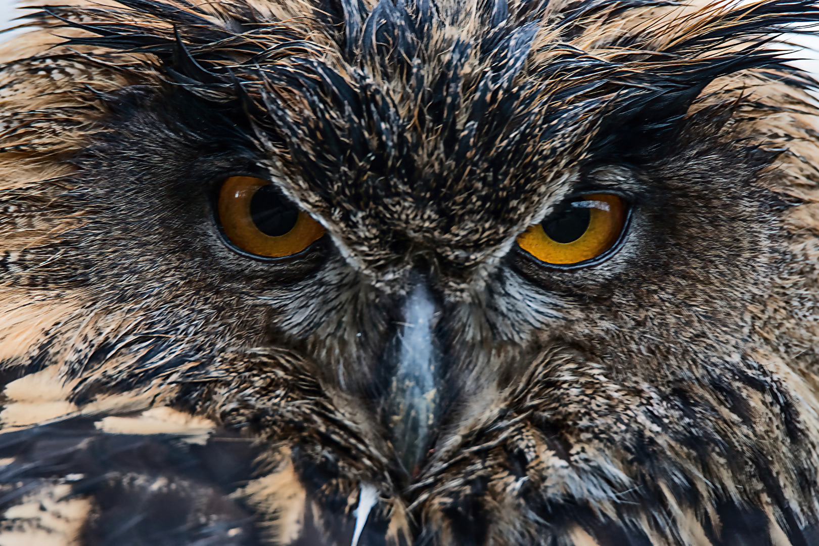 Schau mir in die Augen ...