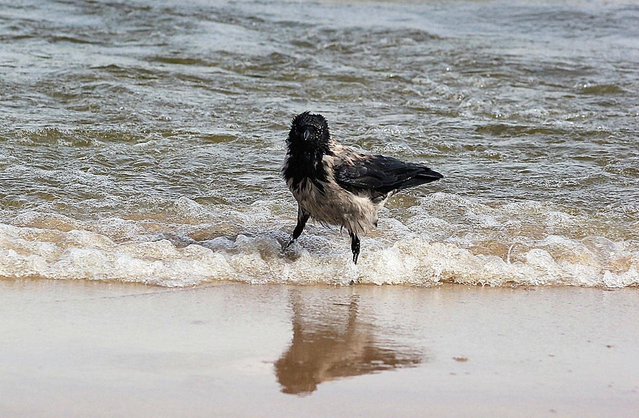 Badespaß in der Ostsee