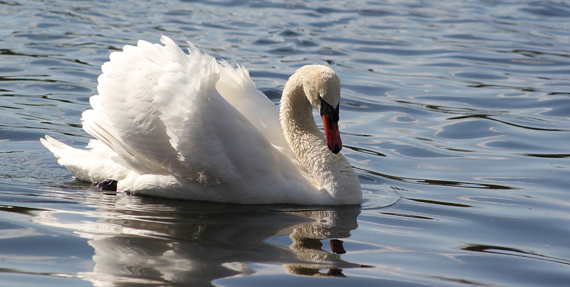 wenn ein Schwan zieht