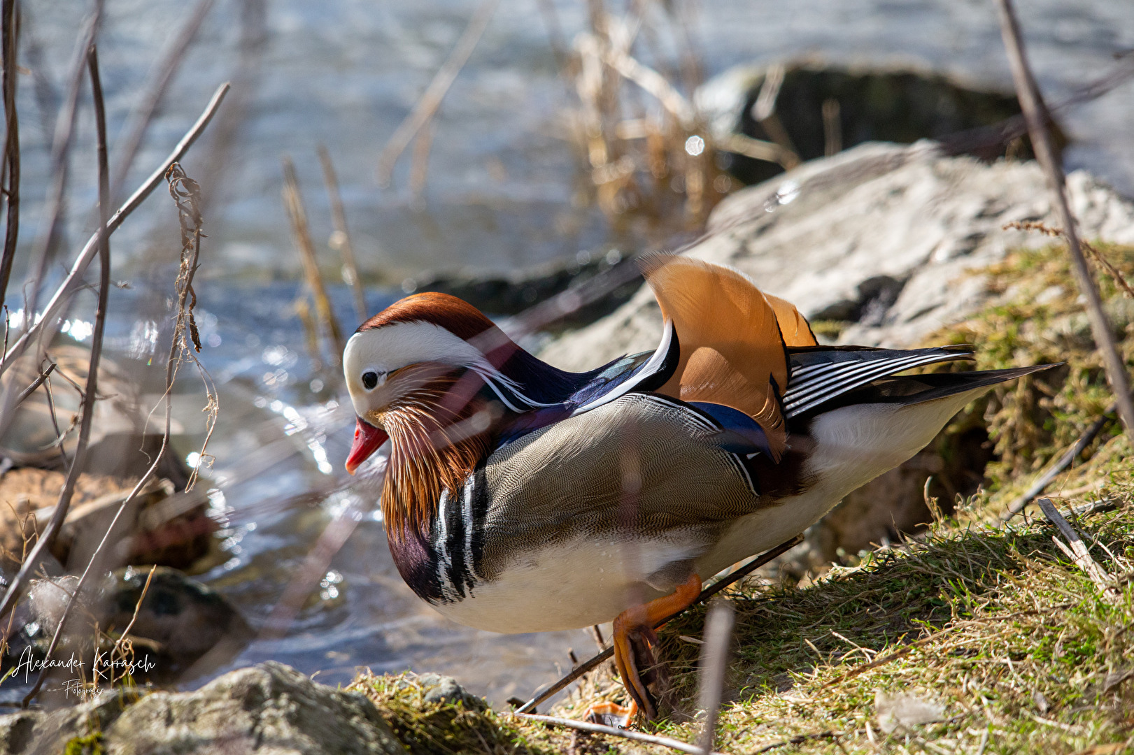 Mandarin Ente
