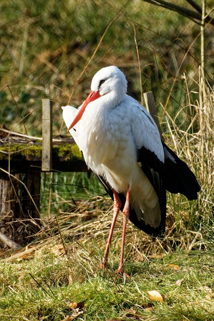 Storch