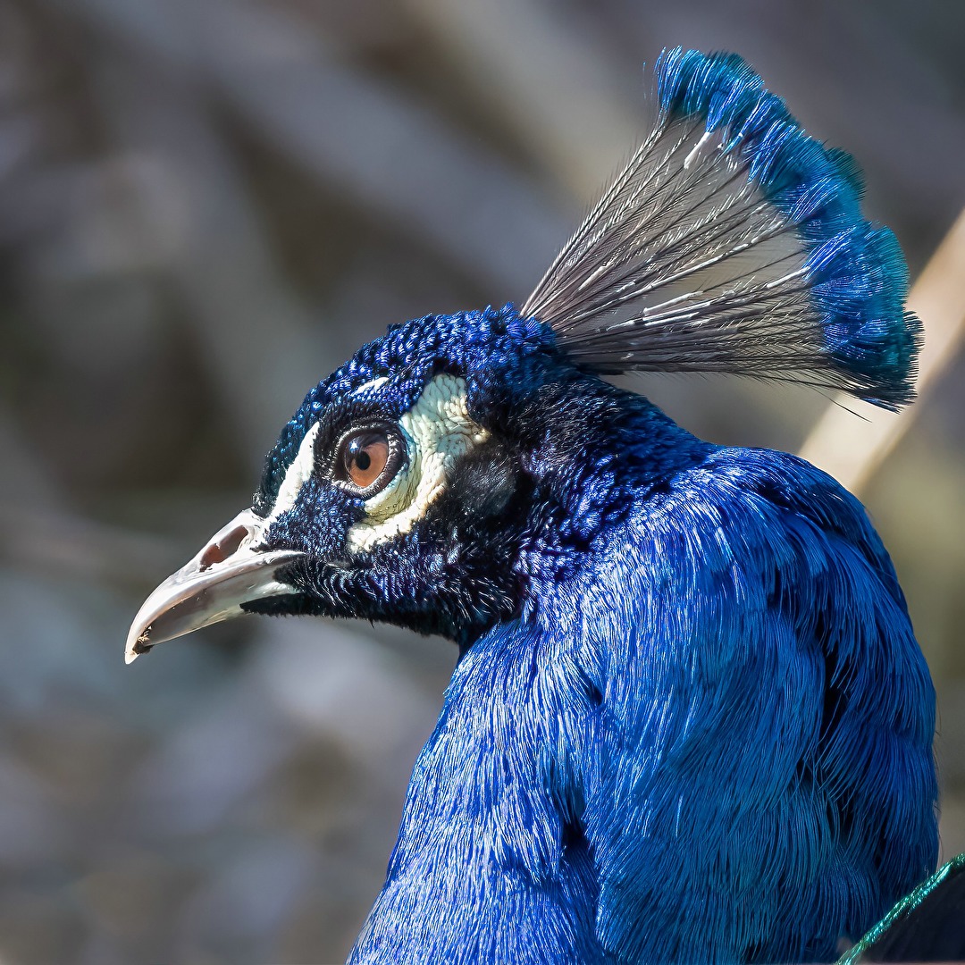 Pfau Portrait