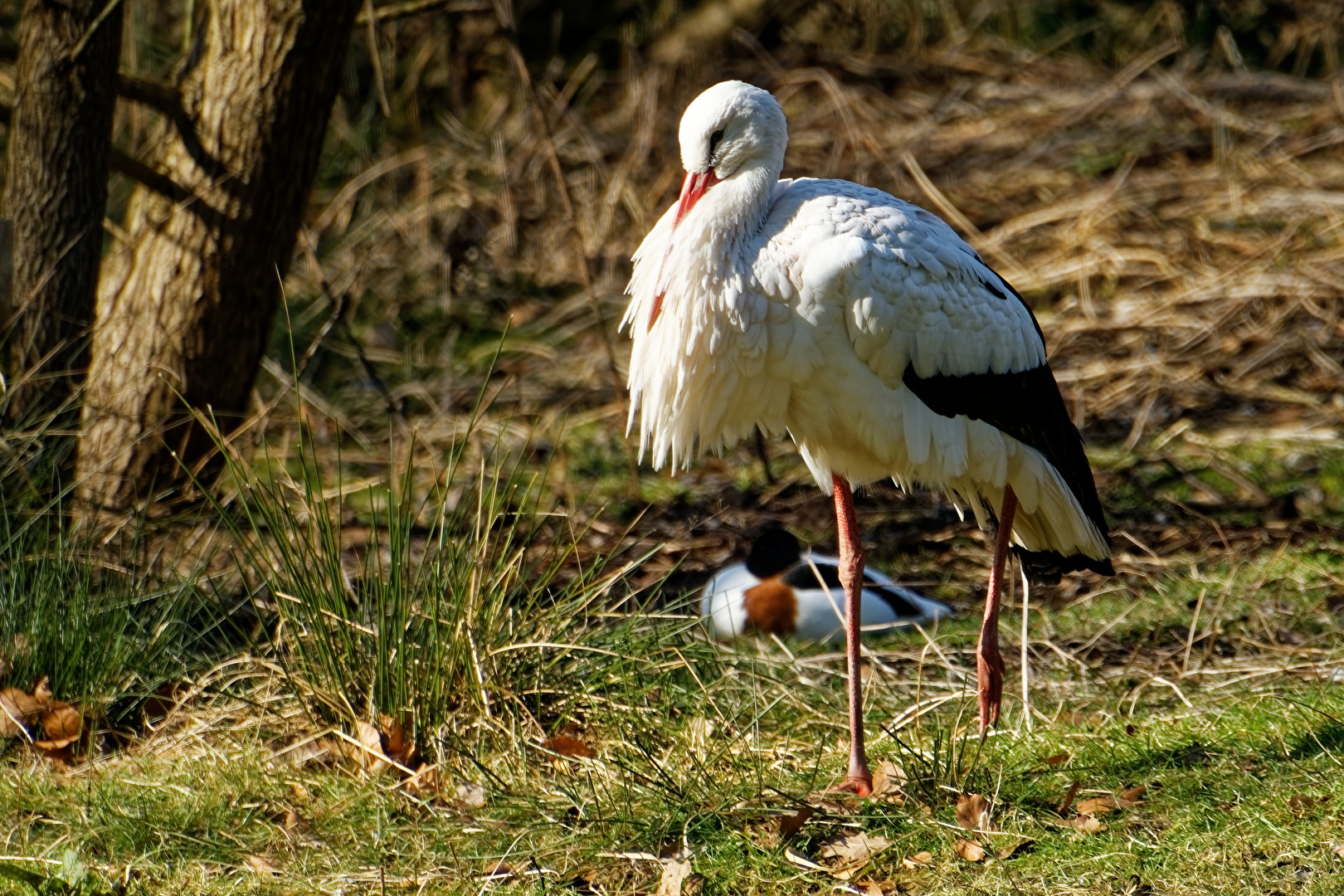 Storch