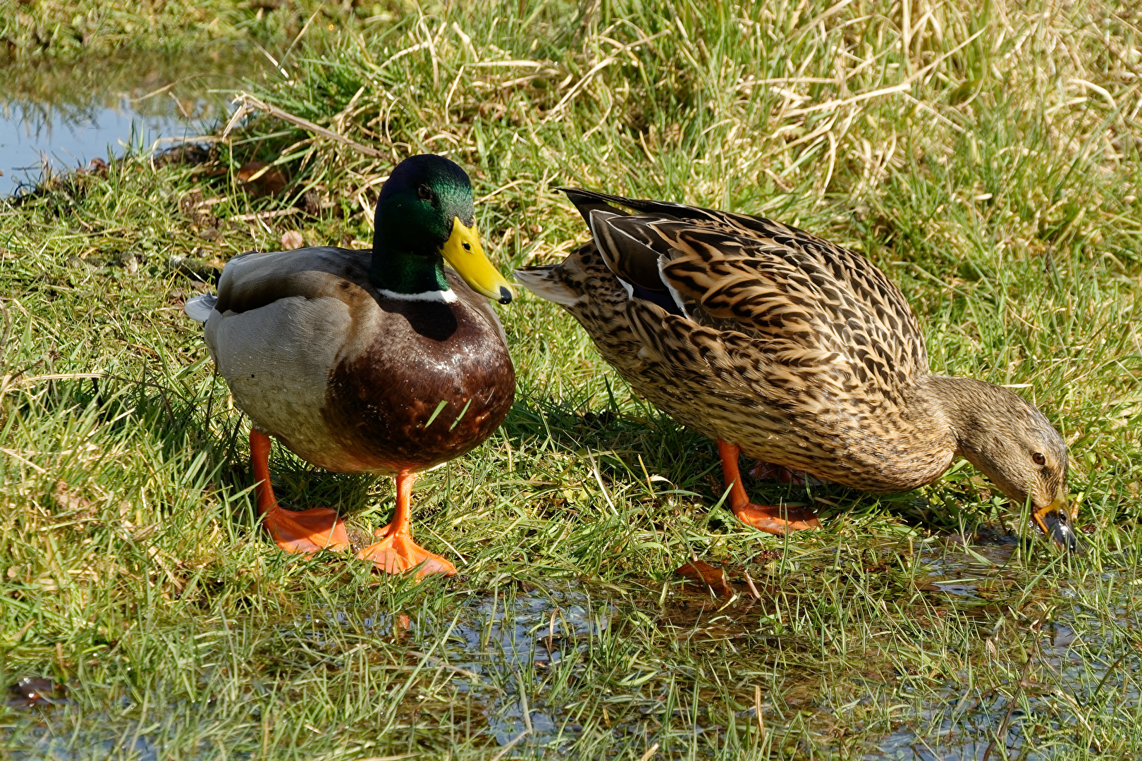 Stockenten Paar