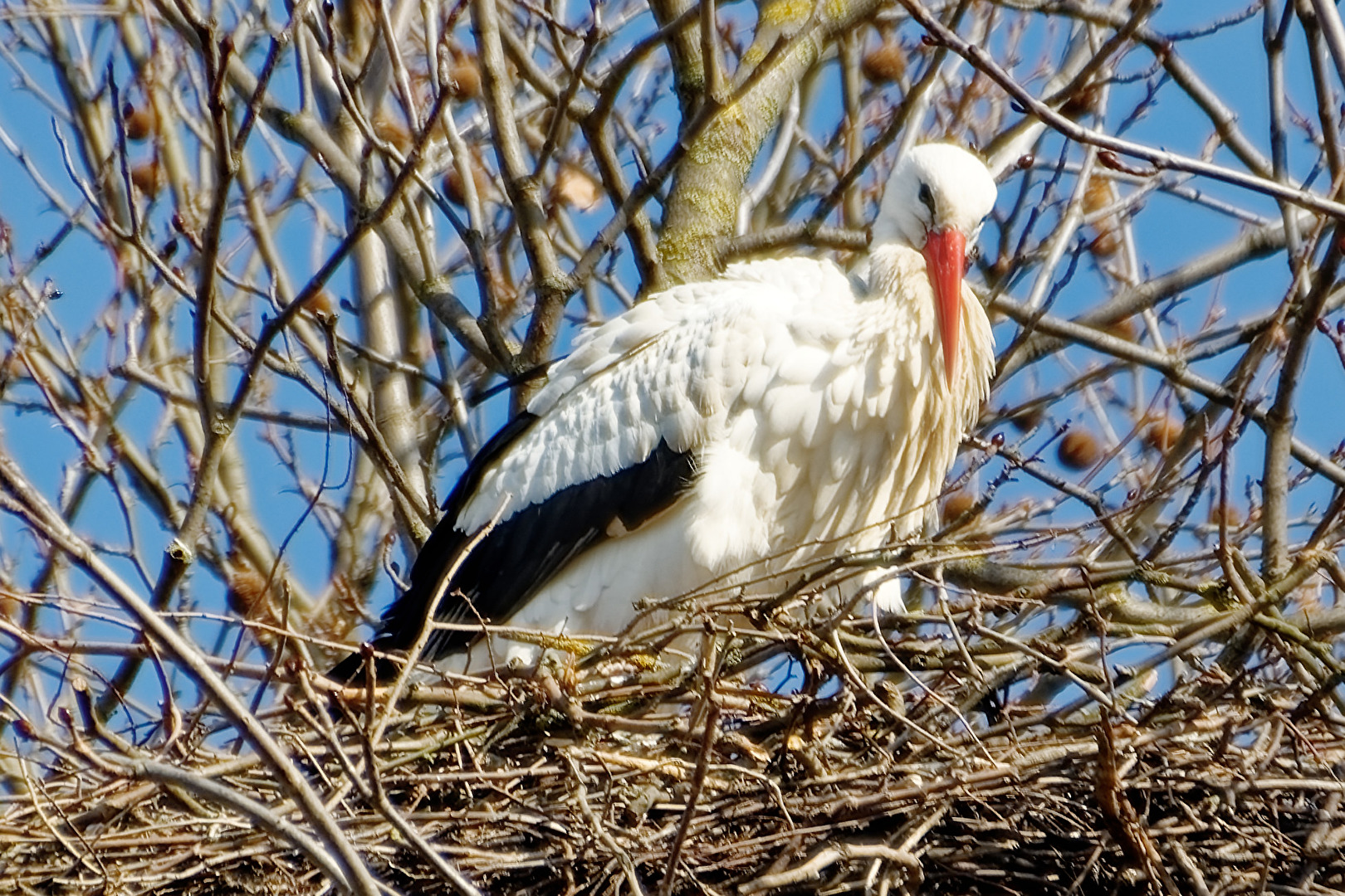 Storch