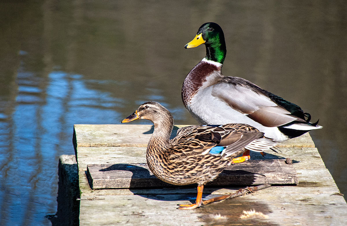 Ich Erpel, du Ente,...