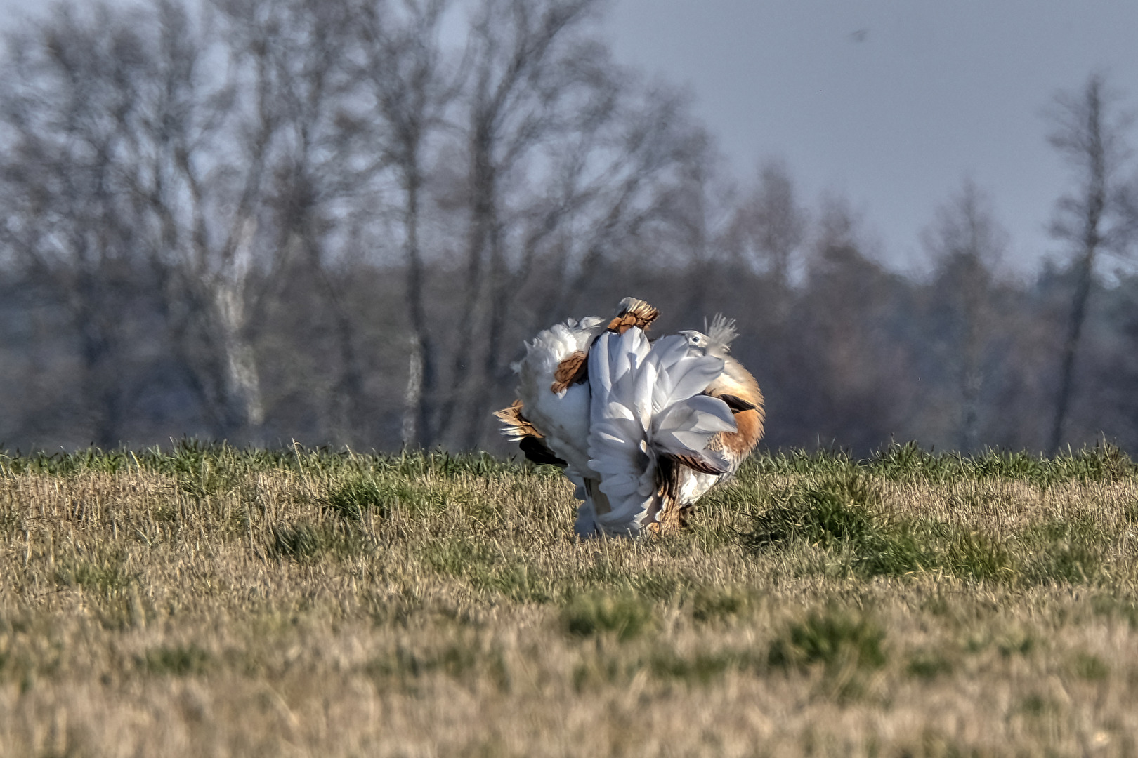 Balzender Großtrappenhahn