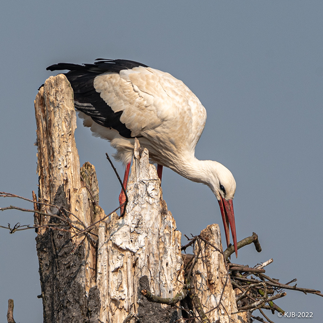 Storch bei der Arbeit