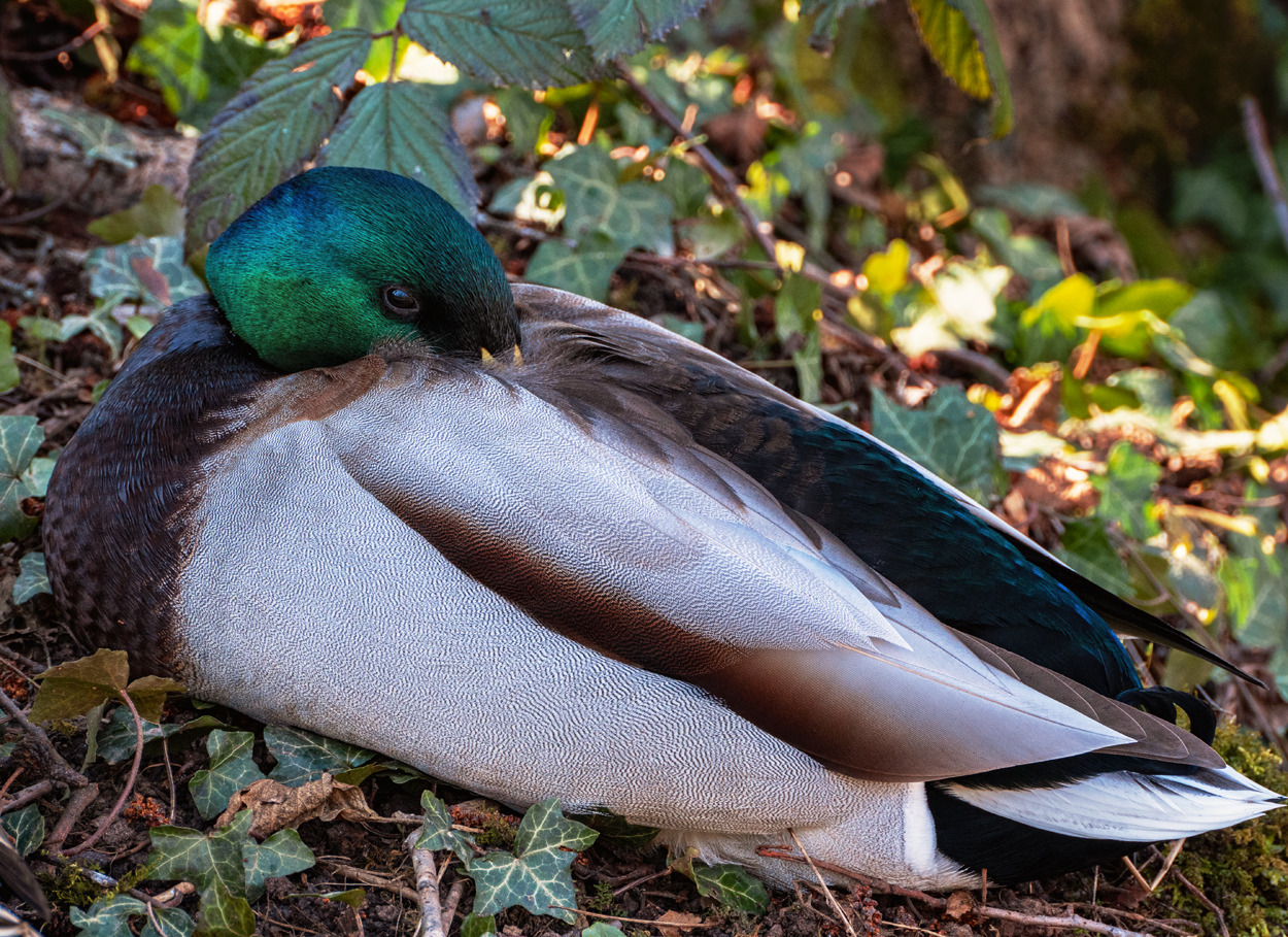 Vögel