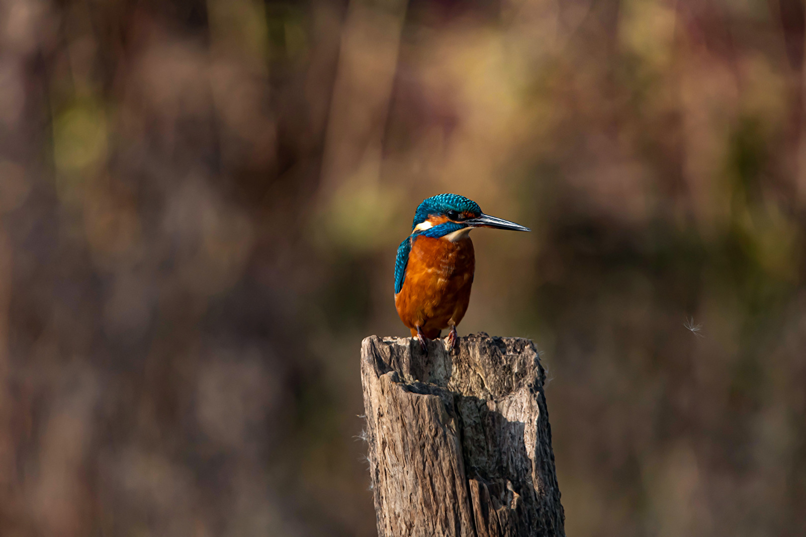 Eisvogel