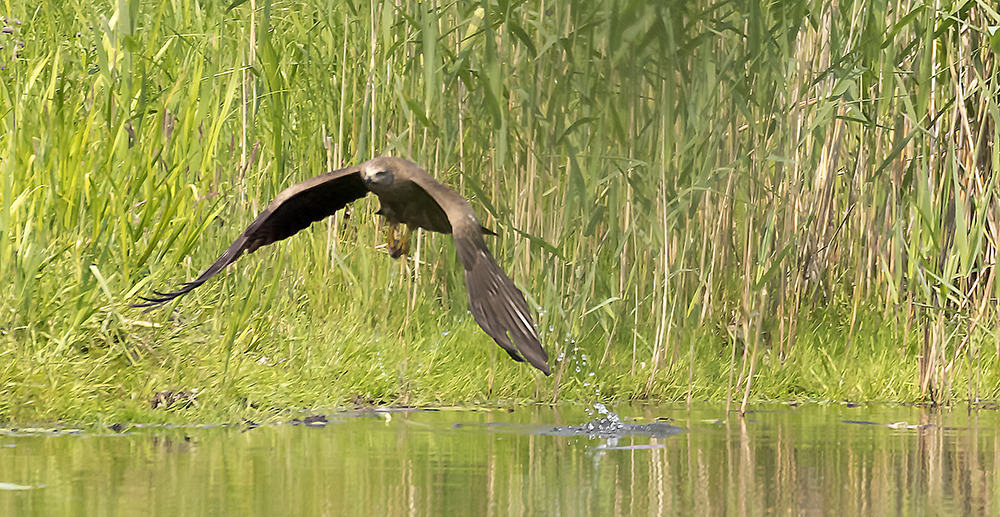 Bussard mit Erfolg