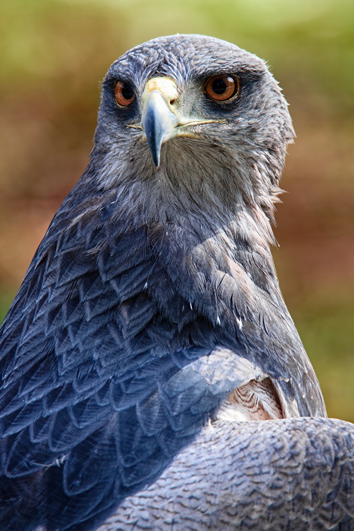 Aguja oder Blaubussard (Geranoaetus melanoleucus)