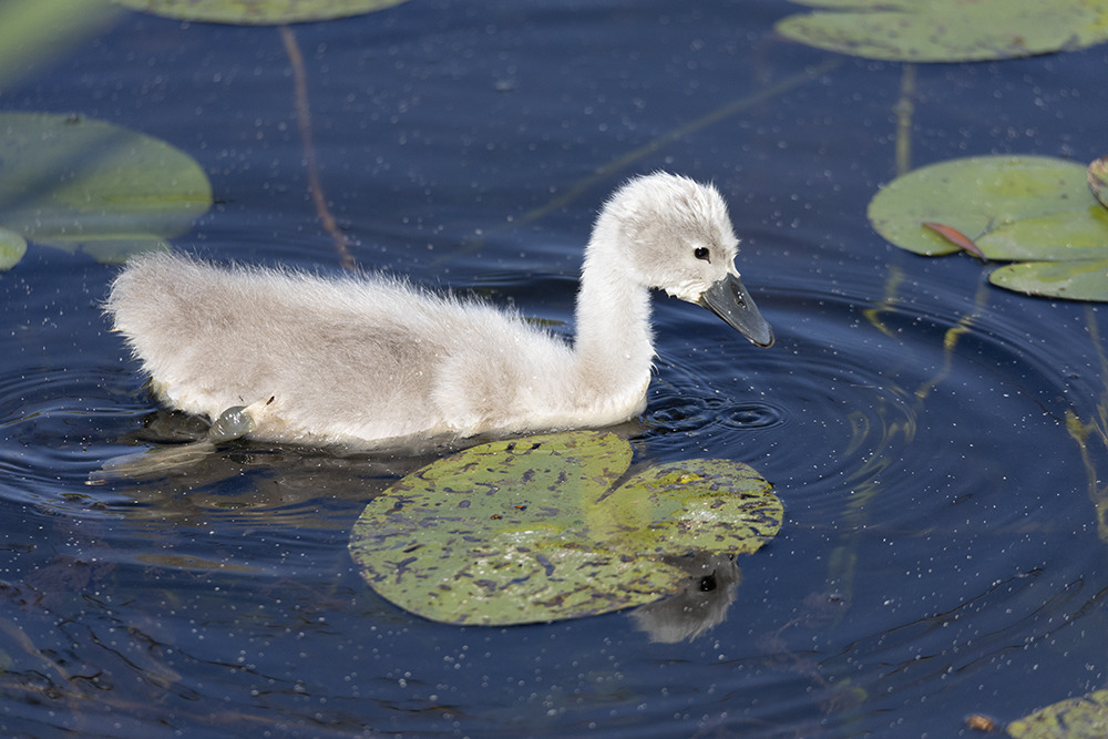 Wenn er mal groß ist