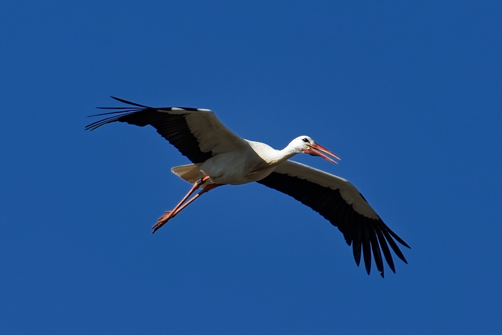 Storch