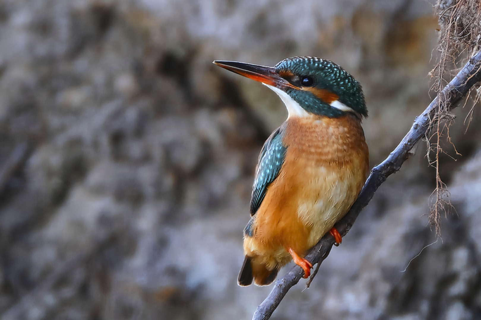 Eisvogel  ♀