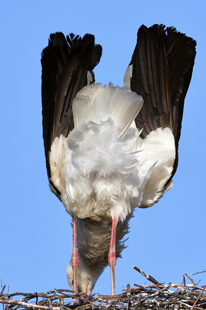 Heckansicht eines Storches