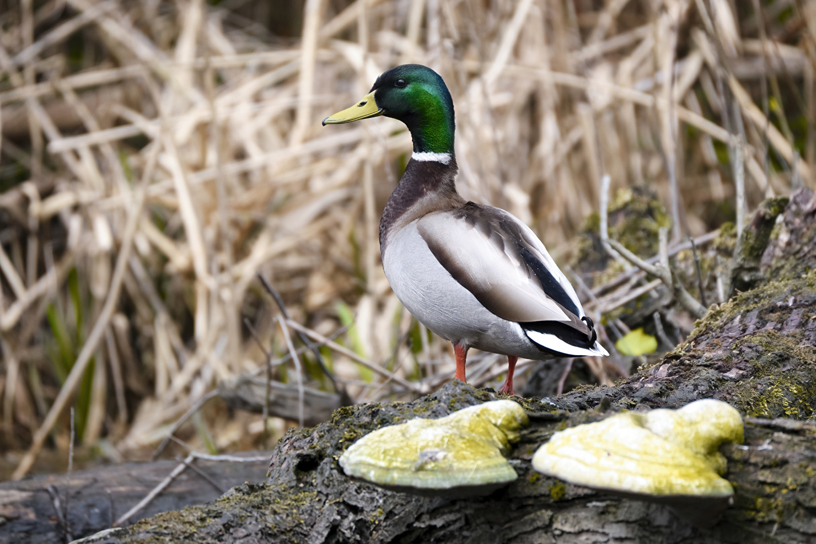 Stockente ♂