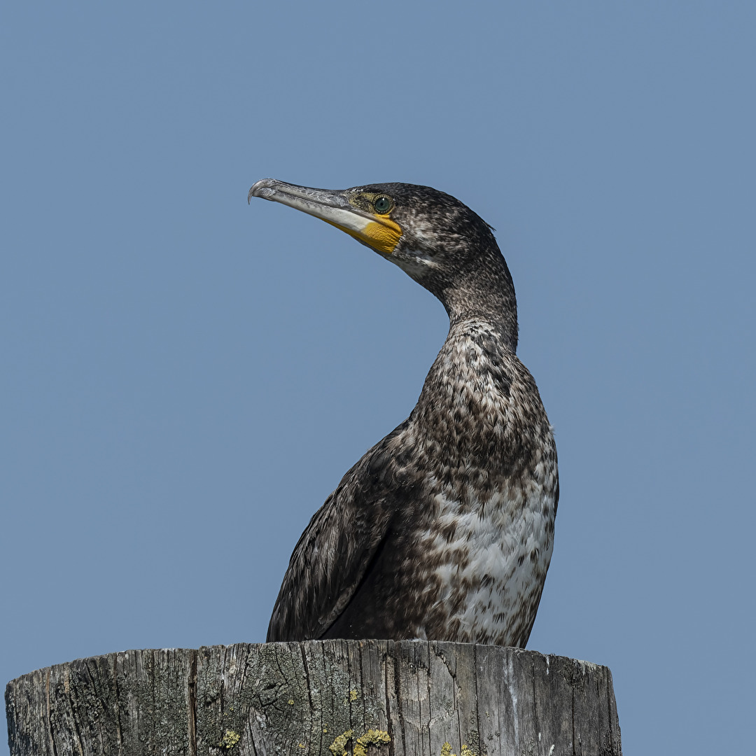 Kormoran