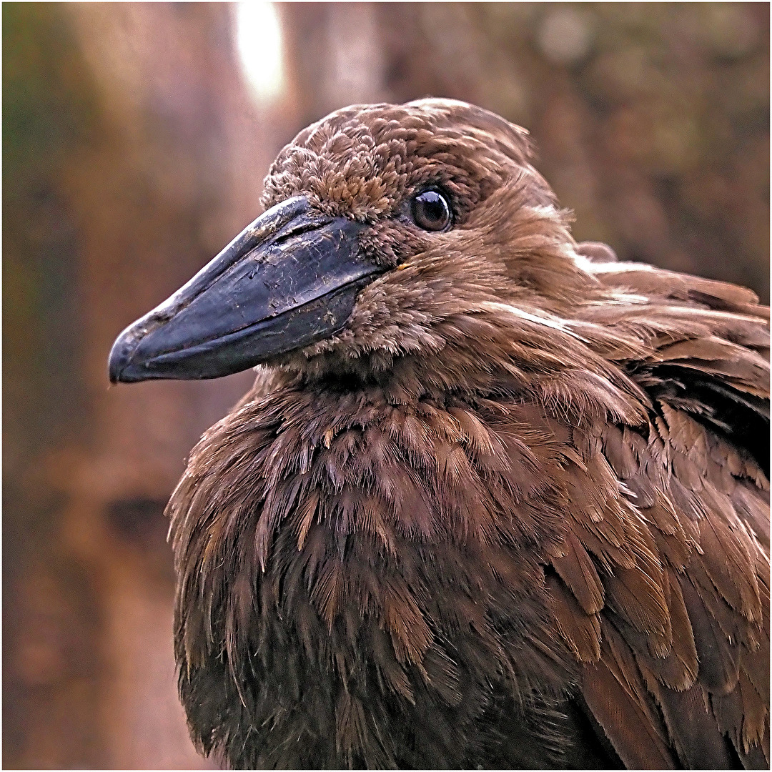 Vögel