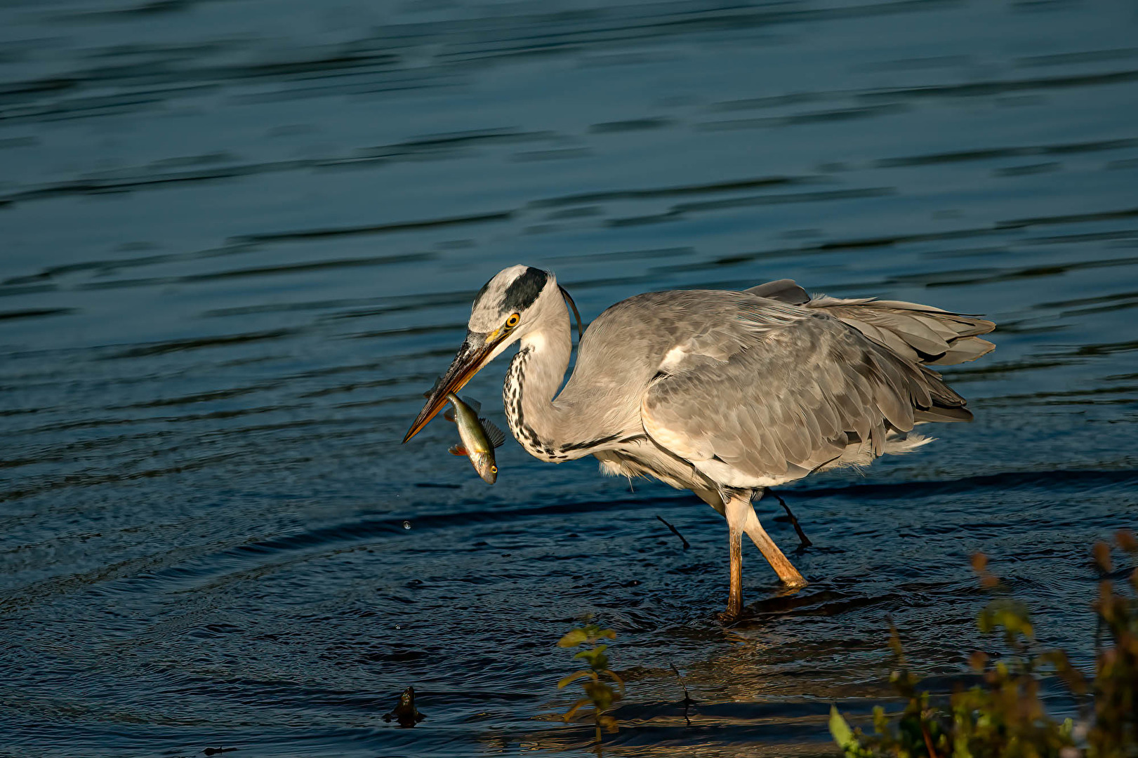 Vögel