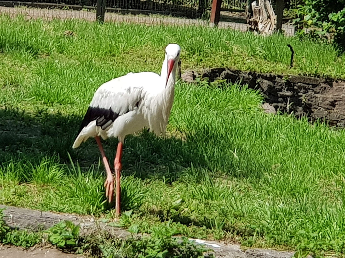 Ein Storch