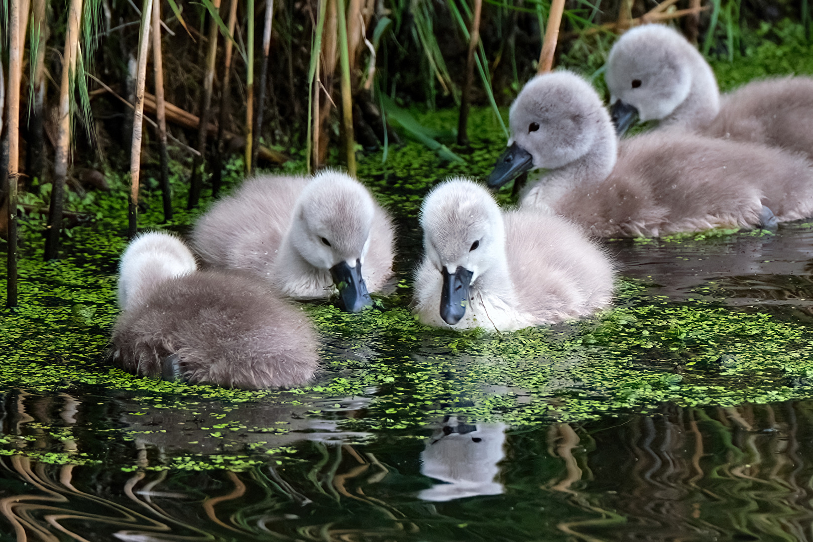 Schwanenkinder