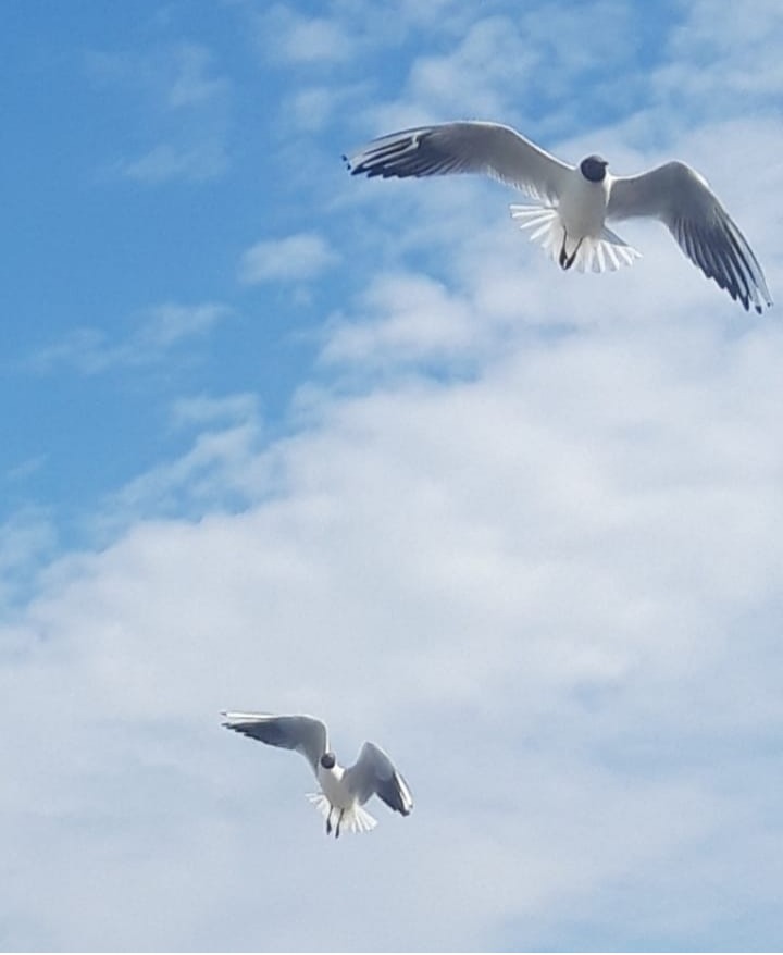 Möwen im Anflug