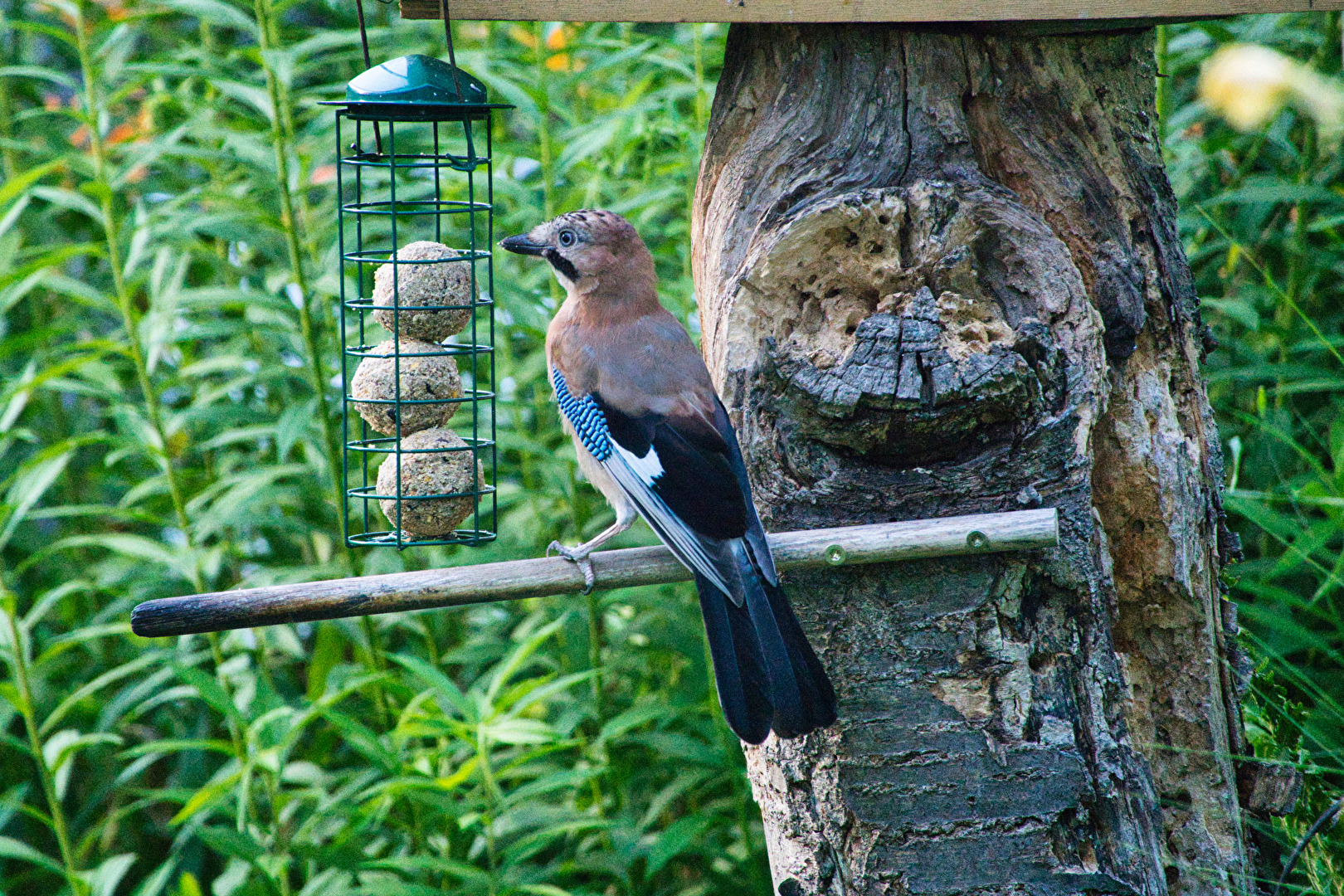 ich hab auch mal en Vogel