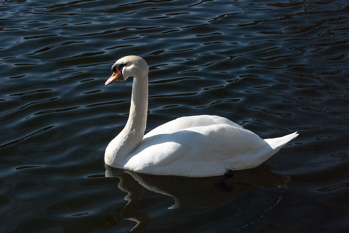 Paul, der Schwan...