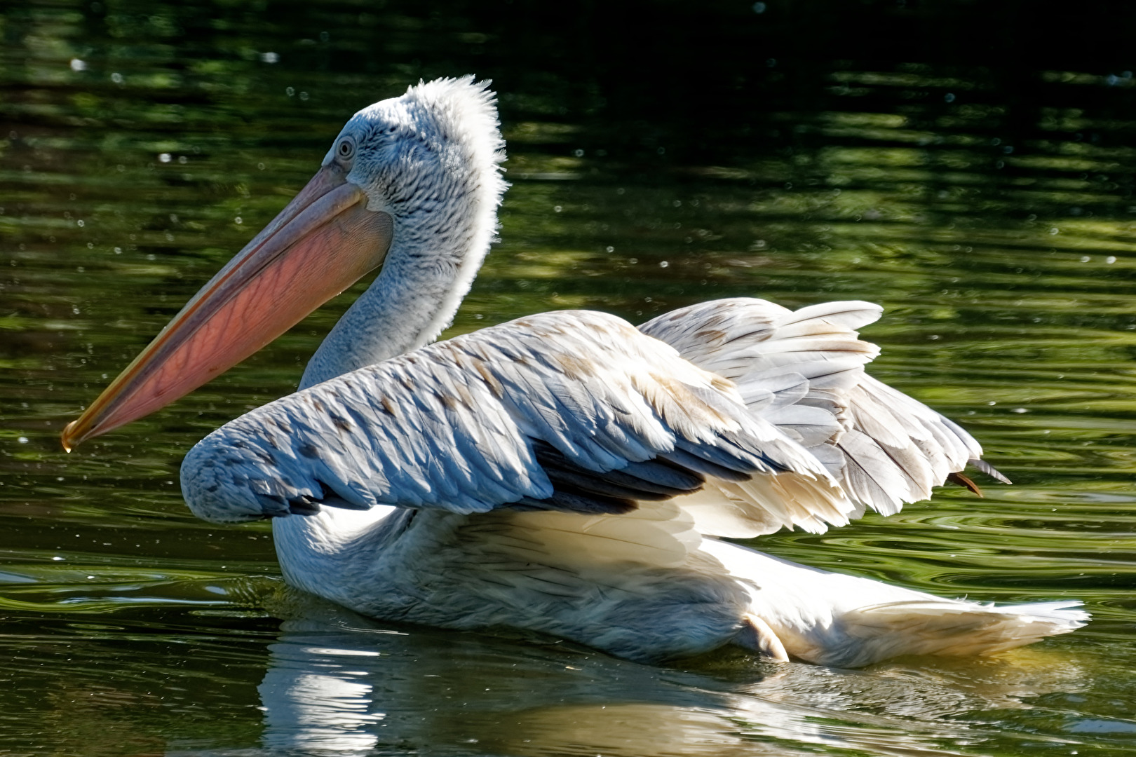 Pelikan