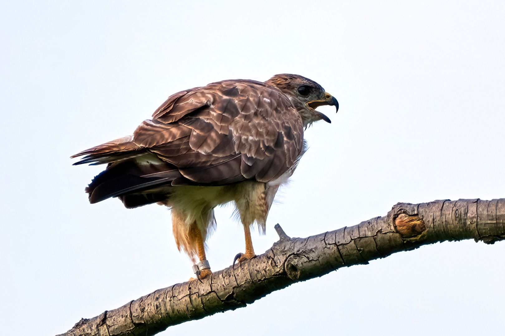 Mäusebussard