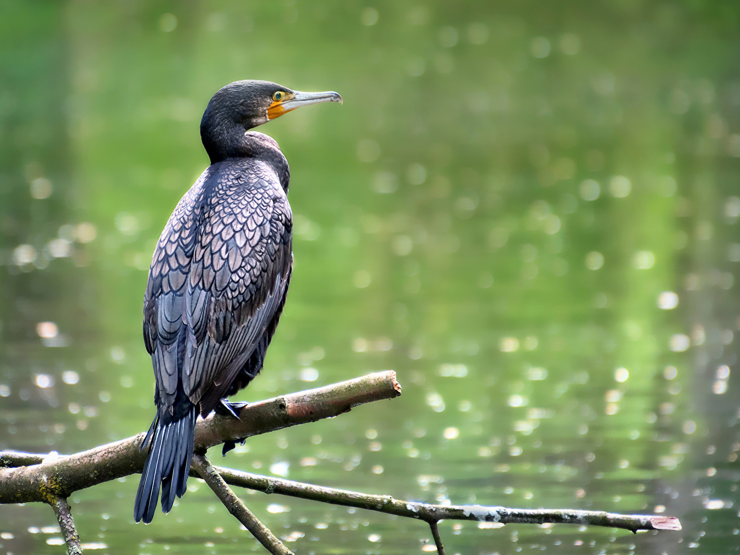 Nachdenklicher Blick